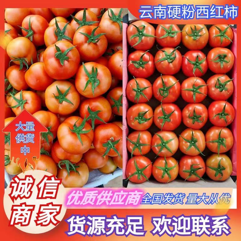 【精选】硬粉西红柿产地批发品质保证量大从优品质保