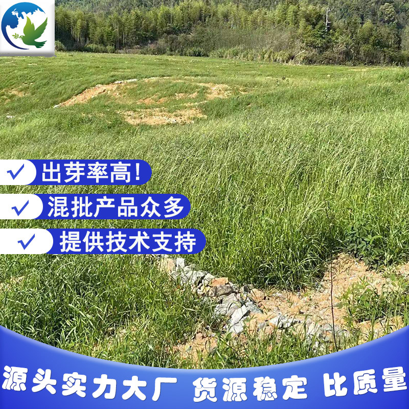 厂家批发野子草草籽