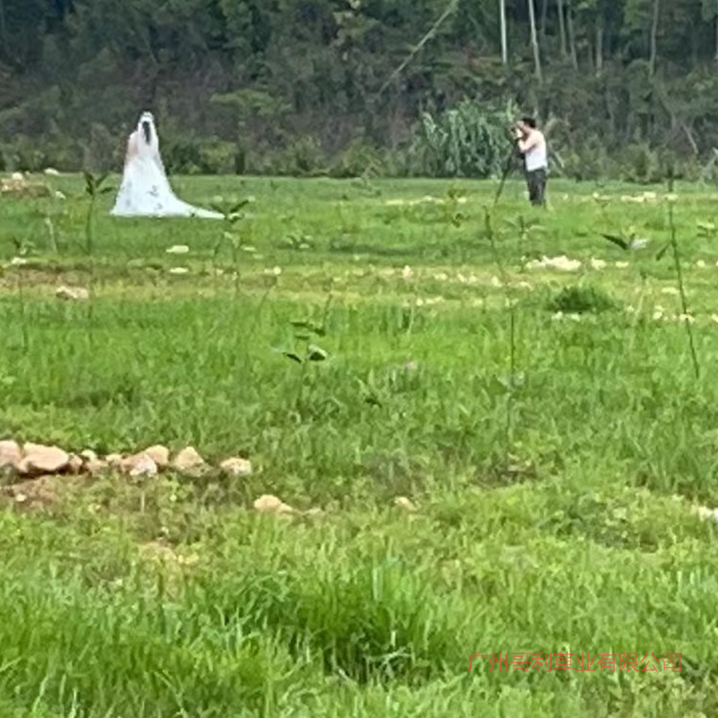 厂家批发野子草草籽