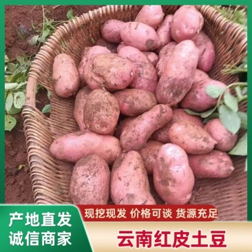 精品，云南红皮黄心小土豆！基地直供，可一件，代，发