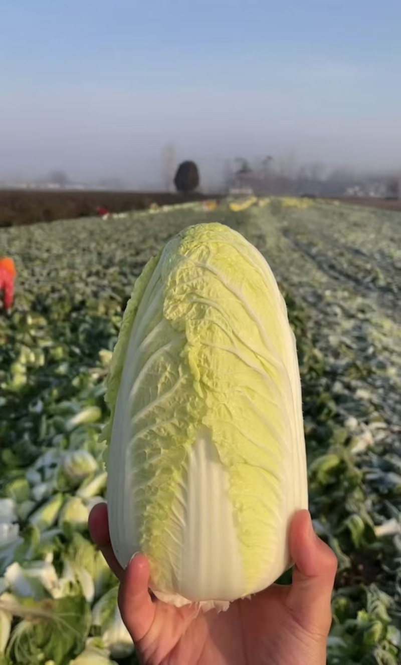 小娃娃菜整件发货品质保障欢迎各界人士前来洽谈量大优惠