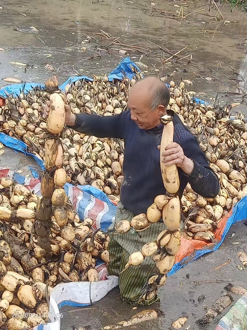 莲藕湖北莲藕产地直发货源充足量大优惠对接商超市场