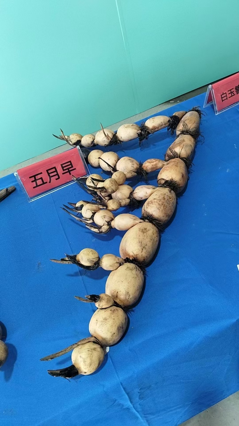 莲藕湖北莲藕产地直发货源充足量大优惠对接商超市场