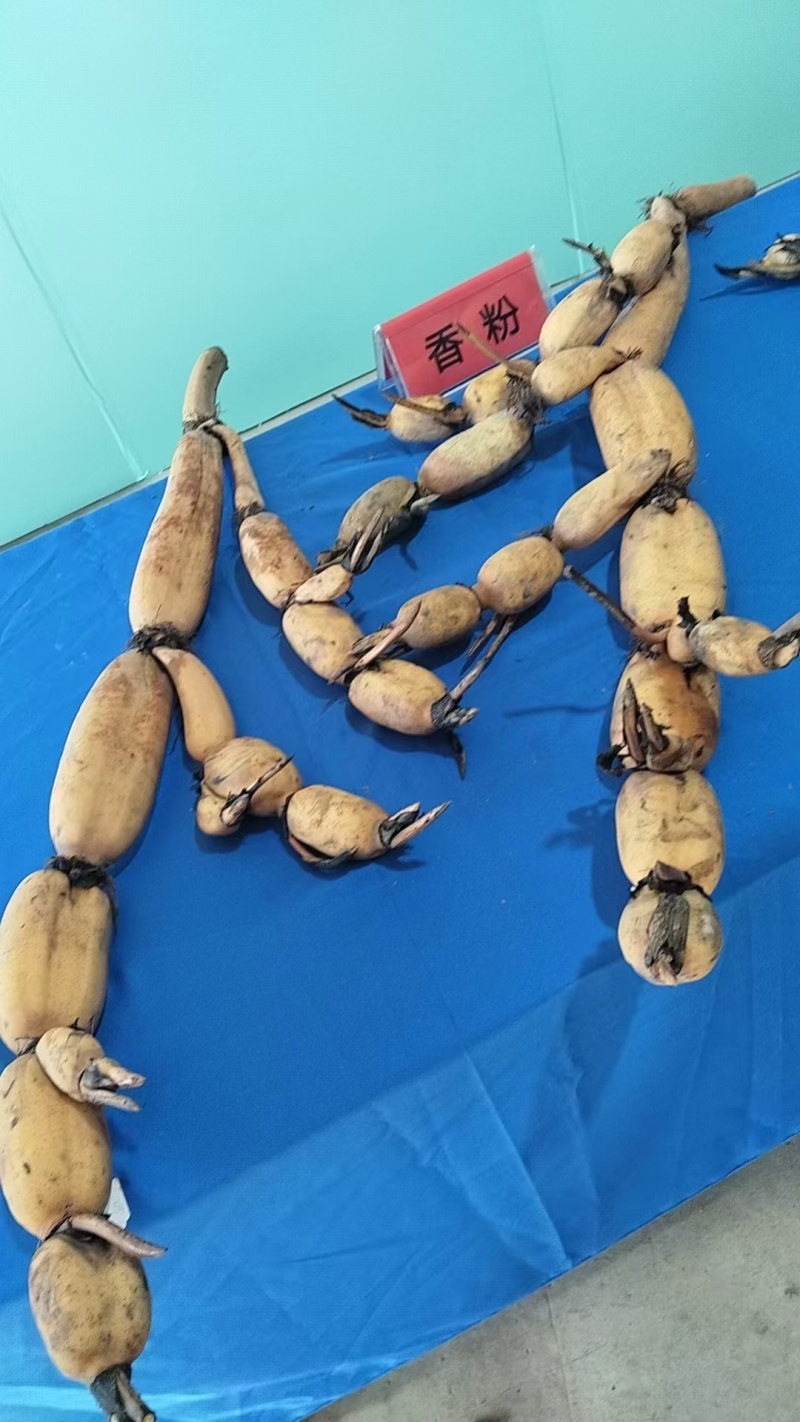 莲藕湖北莲藕产地直发货源充足量大优惠对接商超市场