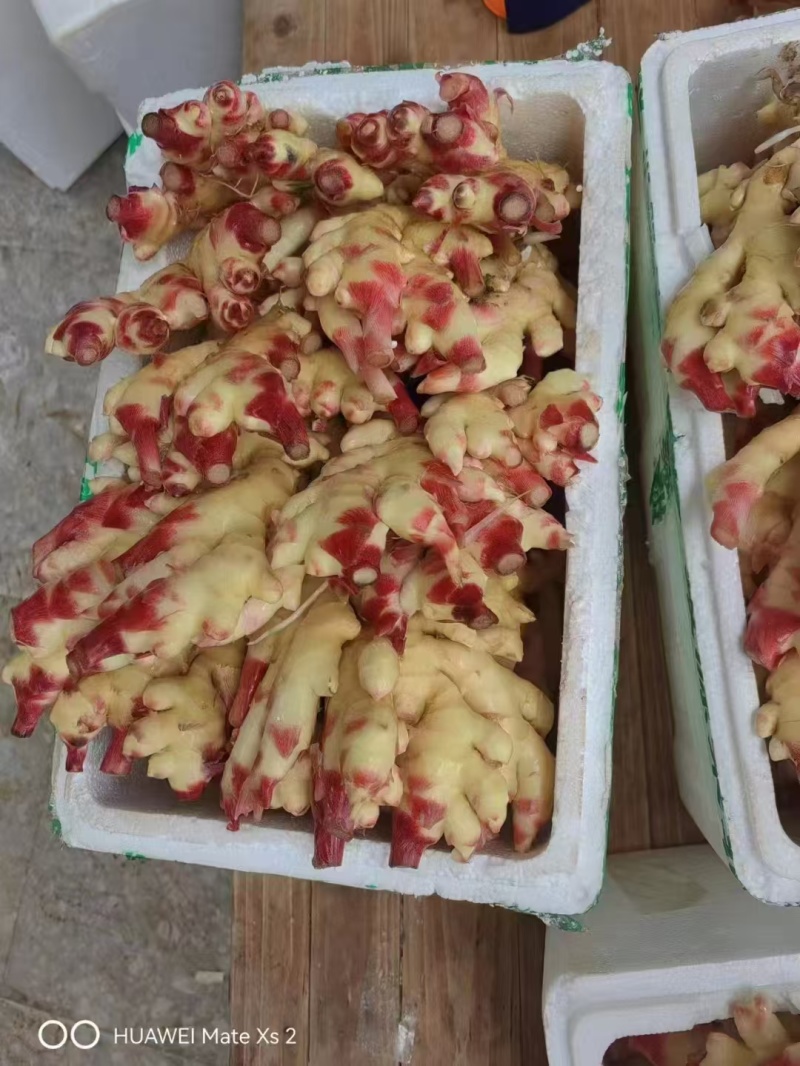 鲜姜山东红芽姜大量现货供应，现挖现发，对接电商市场批发商