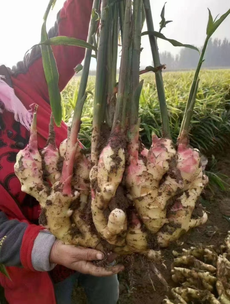 鲜姜山东红芽姜大量现货供应，现挖现发，对接电商市场批发商