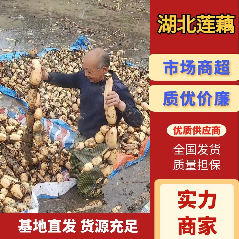 莲藕湖北莲藕产地直发货源充足量大优惠对接商超市场