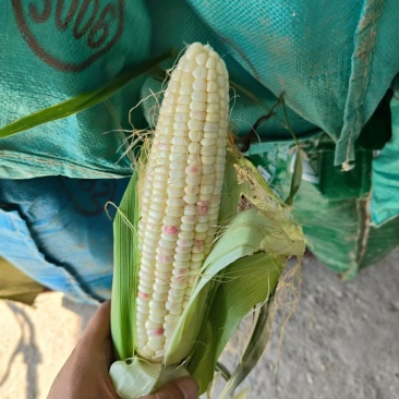 【推荐】广西玉米精品花糯玉米口感好产地直发价优欢迎致电
