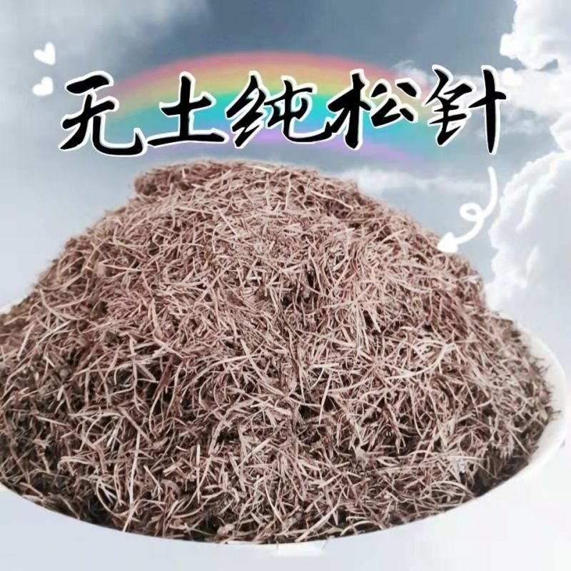 落叶松针/天然腐熟松针/无土松针/干松针/松叶针/松毛
