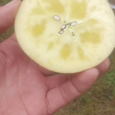 汉源糖心红富士好吃不贵量大价优产地直发一手货源