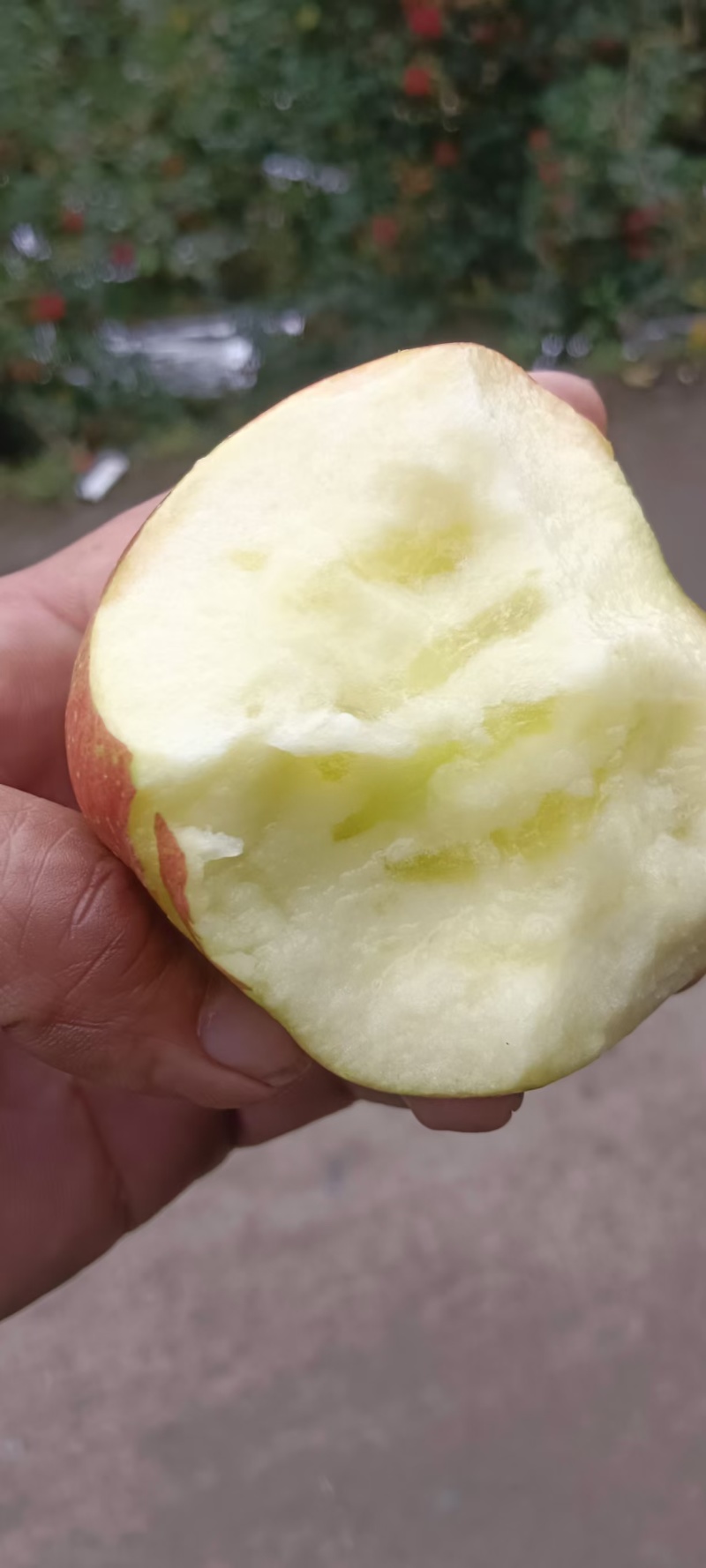 汉源糖心红富士好吃不贵量大价优产地直发一手货源