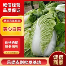 【河南白菜】开封黄心白菜/黄心白菜/电商团购一件批发