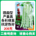 芸豆种子早中熟豆角味浓