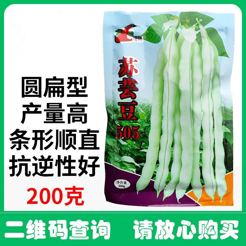 芸豆种子早中熟豆角味浓