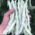 芸豆种子早中熟豆角味浓