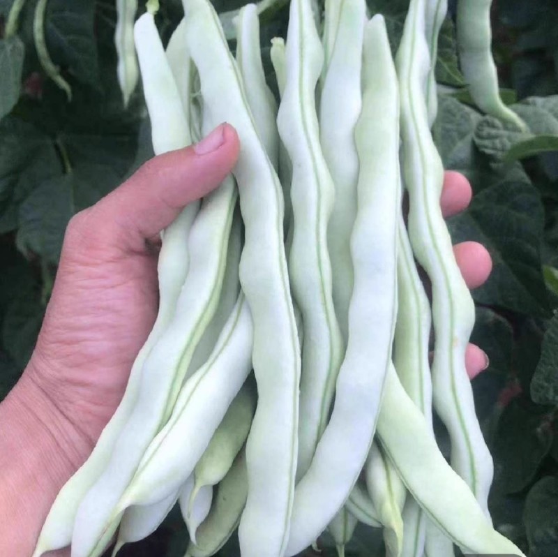 芸豆种子早中熟豆角味浓