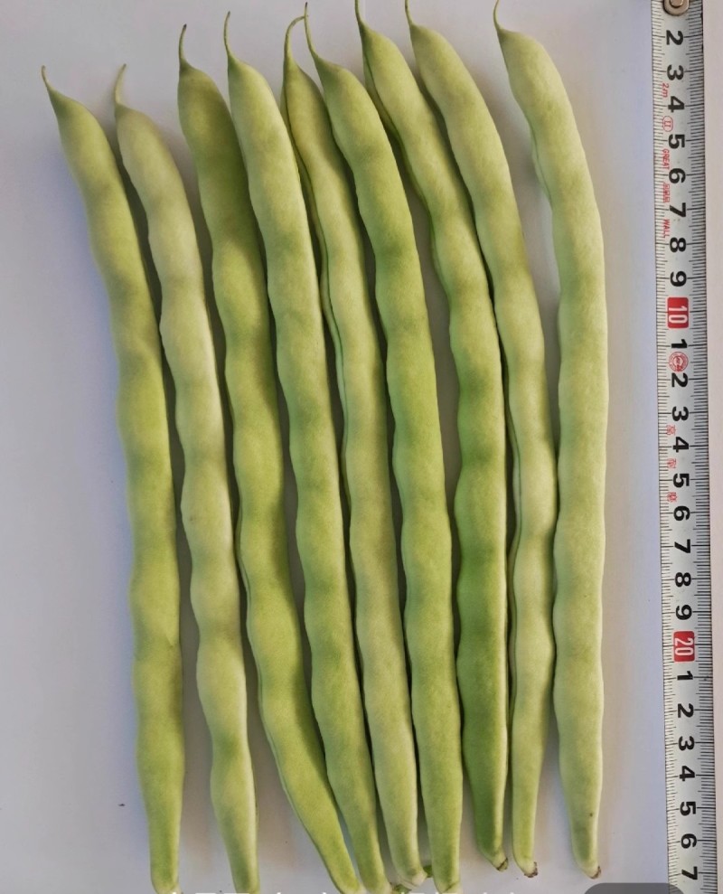芸豆种子早中熟豆角味浓