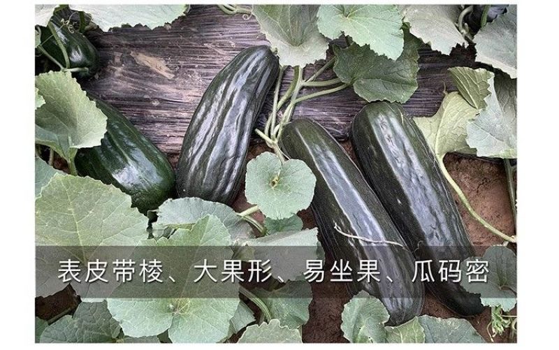 黑皮酥瓜种子菜瓜种子酥脆八棱菜瓜黑酥瓜微甜黑皮甜瓜种子籽