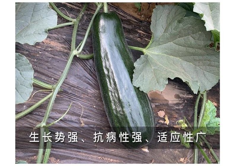 黑皮酥瓜种子菜瓜种子酥脆八棱菜瓜黑酥瓜微甜黑皮甜瓜种子籽