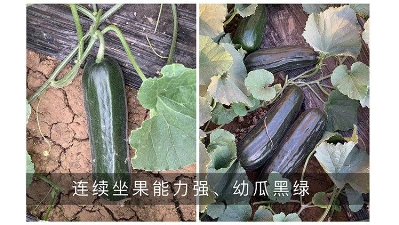 黑皮酥瓜种子菜瓜种子酥脆八棱菜瓜黑酥瓜微甜黑皮甜瓜种子籽