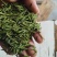 【实力推荐】茶叶雀石茶基地供应一手货源欢迎咨询采购