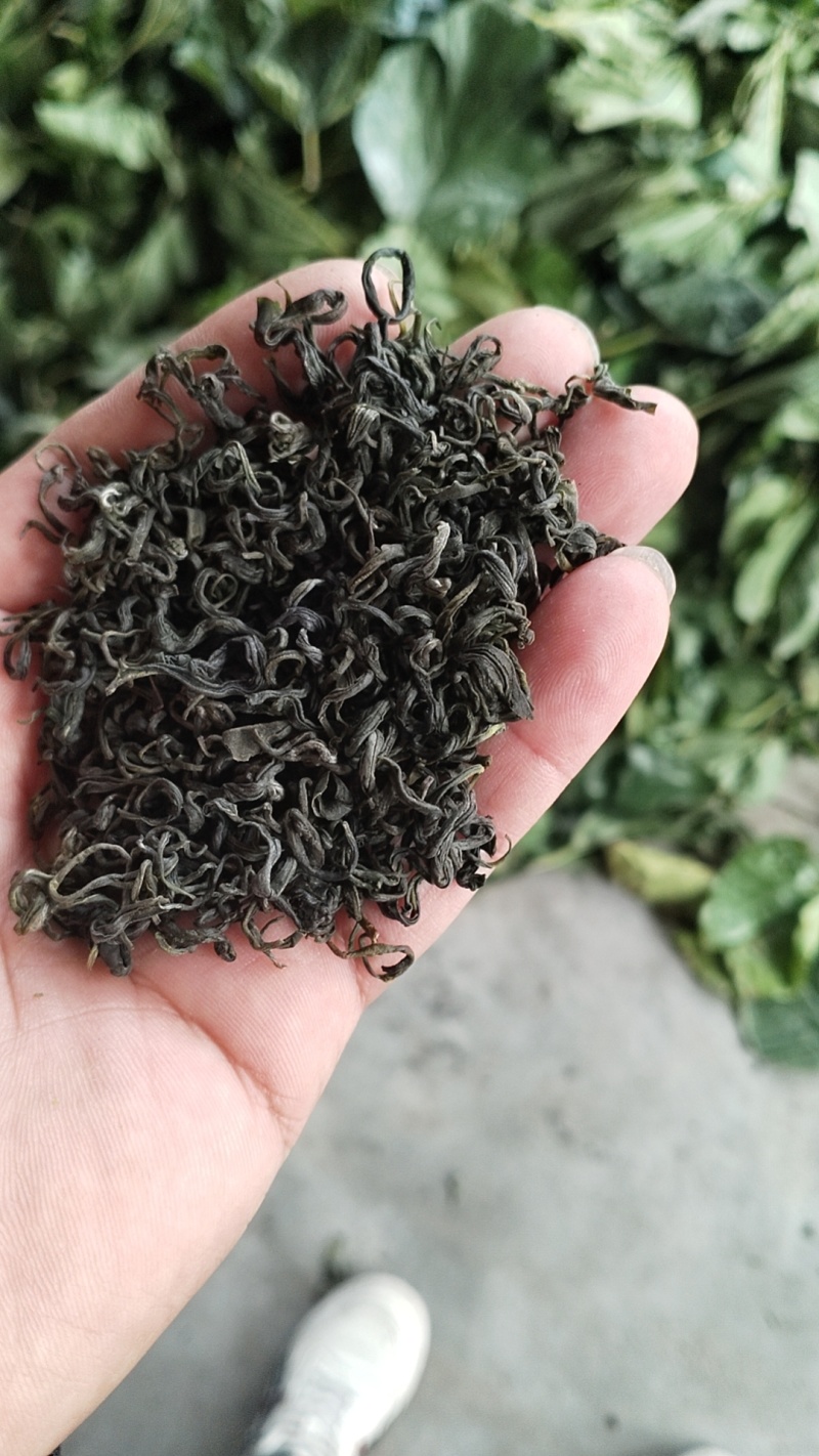 茶叶香茶基地供应量大质优价格优惠欢迎各大老板前来采购