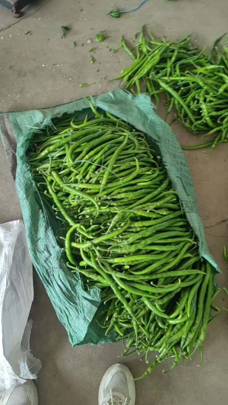 青线椒大量有货多年老店供货稳定
