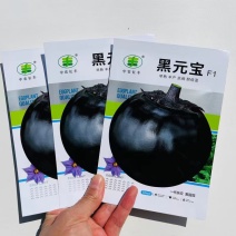 黑元宝圆茄种子早熟抗病耐寒耐热耐弱光紫黑发亮