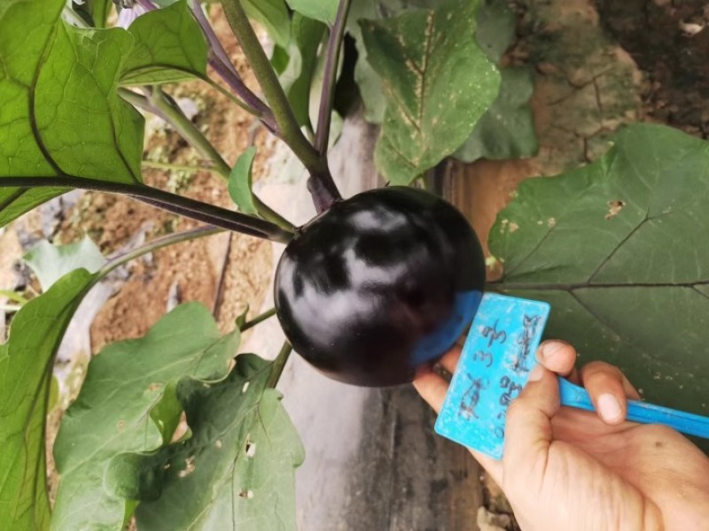 黑元宝圆茄种子早熟抗病耐寒耐热耐弱光紫黑发亮
