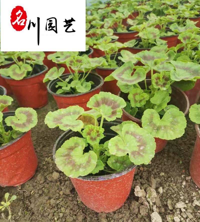 大量出售虎耳草杯苗花境花坛搭配成都虎耳草批发价格