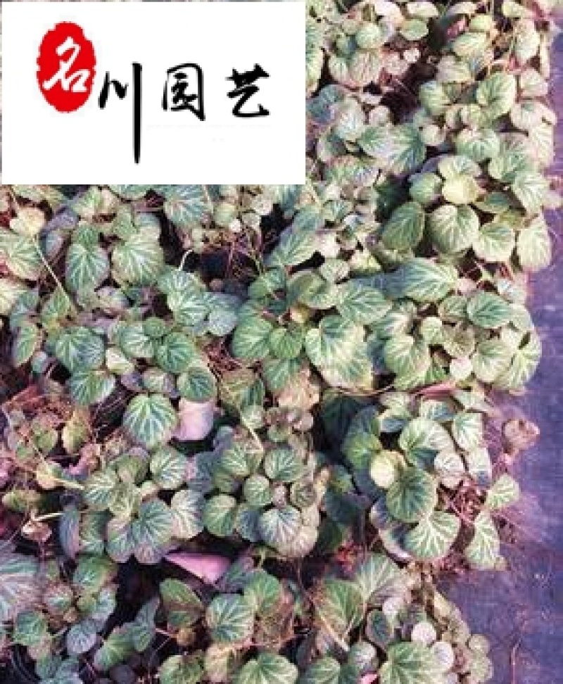 大量出售虎耳草杯苗花境花坛搭配成都虎耳草批发价格