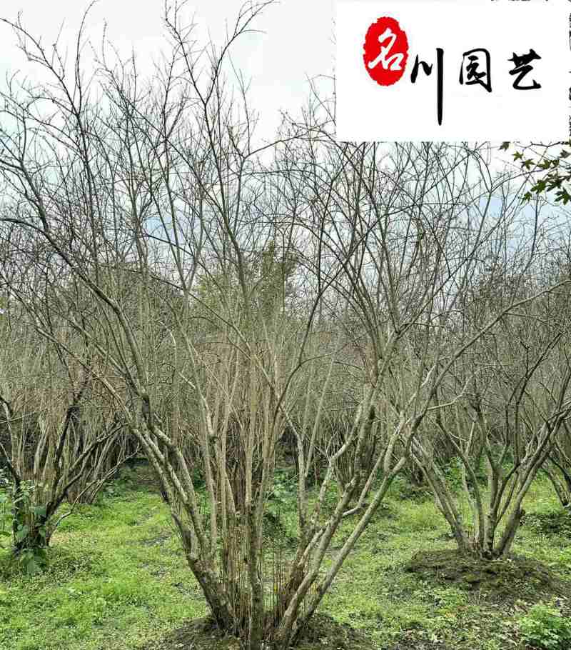 丛生花石榴批发成都石榴树基地直供8-20公分花石榴价