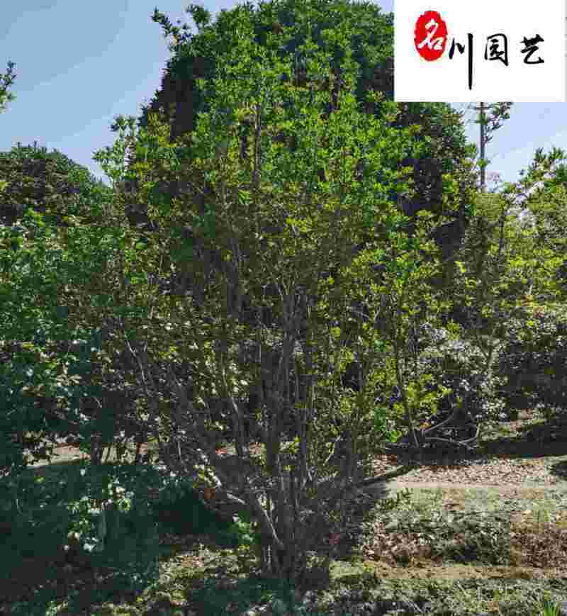 丛生花石榴批发成都石榴树基地直供8-20公分花石榴价