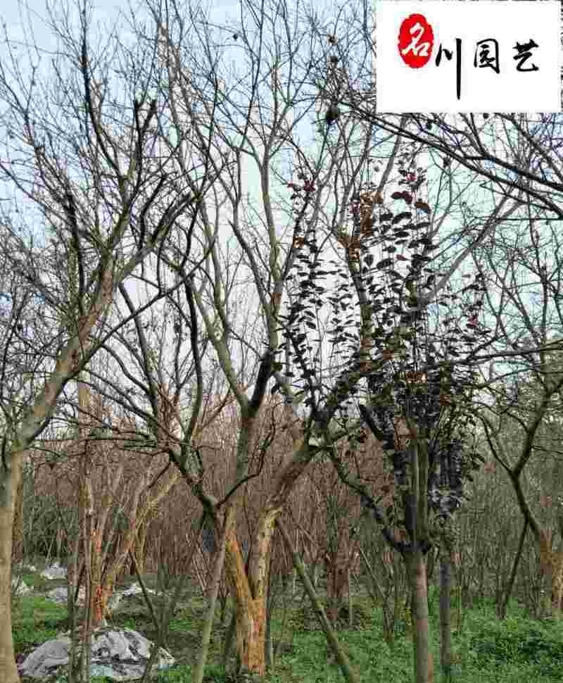 丛生花石榴批发成都石榴树基地直供8-20公分花石榴价