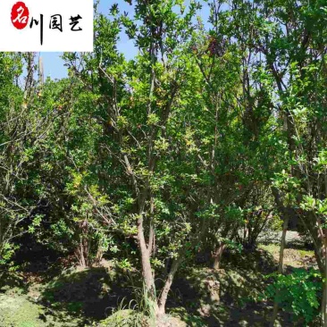 丛生花石榴批发成都石榴树基地直供8-20公分花石榴价