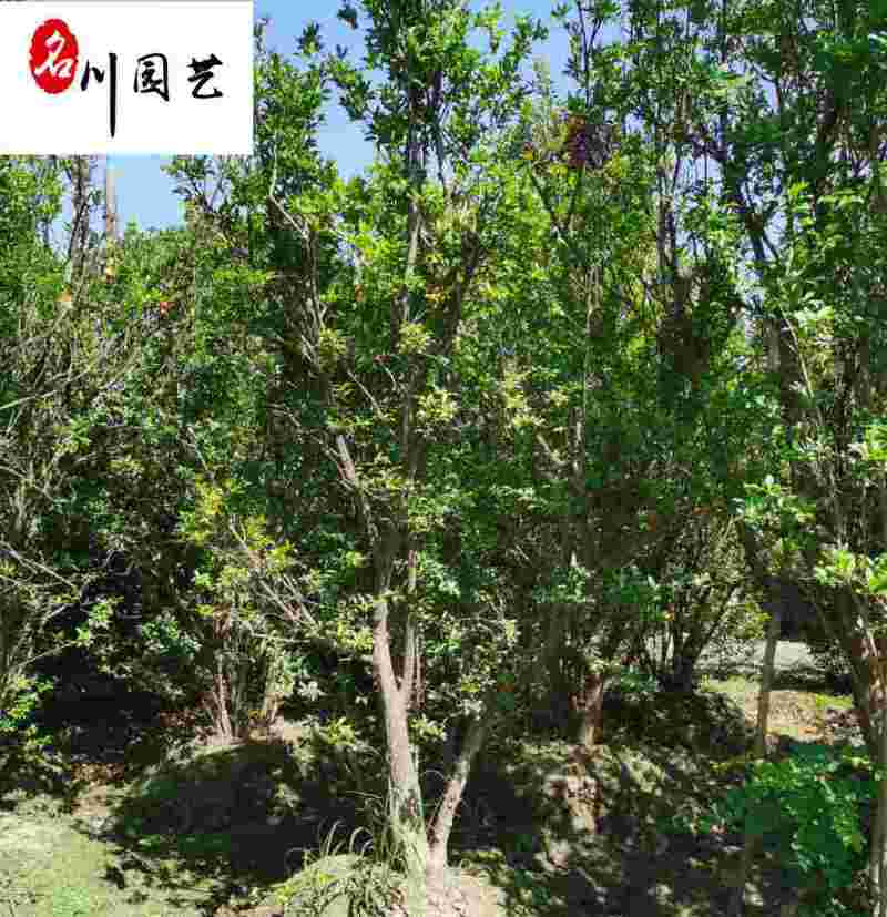 丛生花石榴批发成都石榴树基地直供8-20公分花石榴价