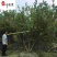 丛生花石榴批发成都石榴树基地直供8-20公分花石榴价