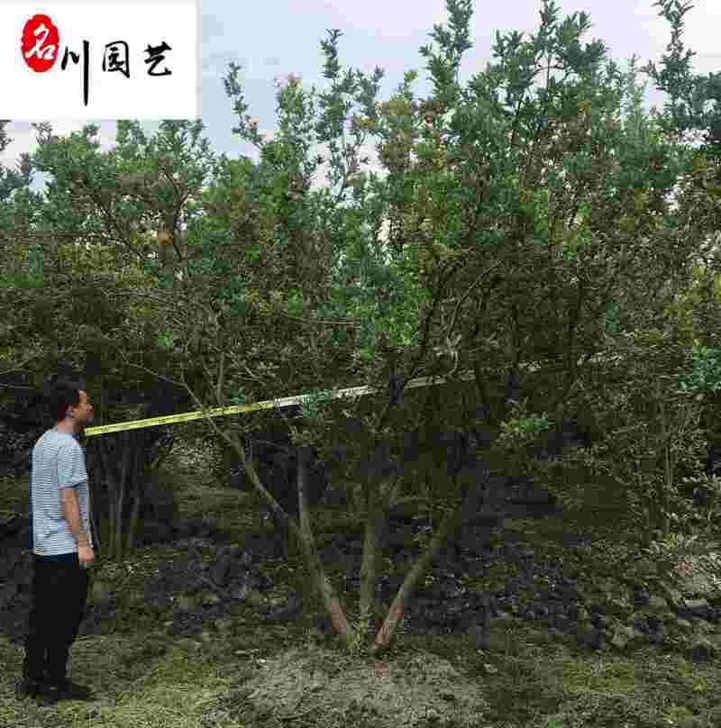 丛生花石榴批发成都石榴树基地直供8-20公分花石榴价