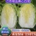 江苏优质白菜黄心大白菜大量上市欢迎新老客户前来选购