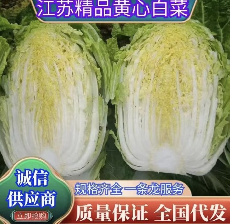 江苏优质白菜黄心大白菜大量上市欢迎新老客户前来选购