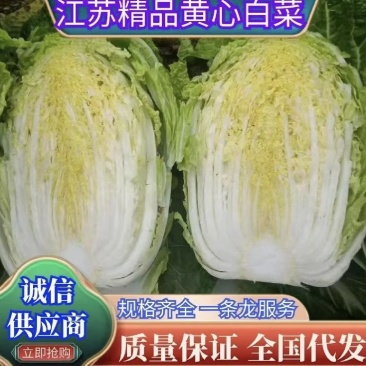 【推荐】优质江苏黄心大白菜大量供应，诚信代办10年