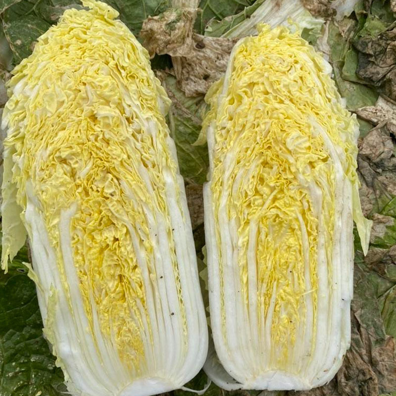 娃娃菜种子胶研金娃一号娃娃菜小白菜种子球紧实春秋