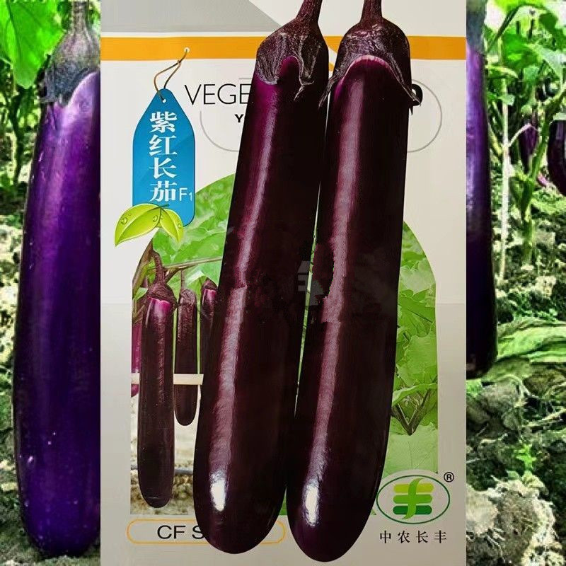 紫红长茄种子耐热耐湿头尾均匀瓜身直粗皮色紫红