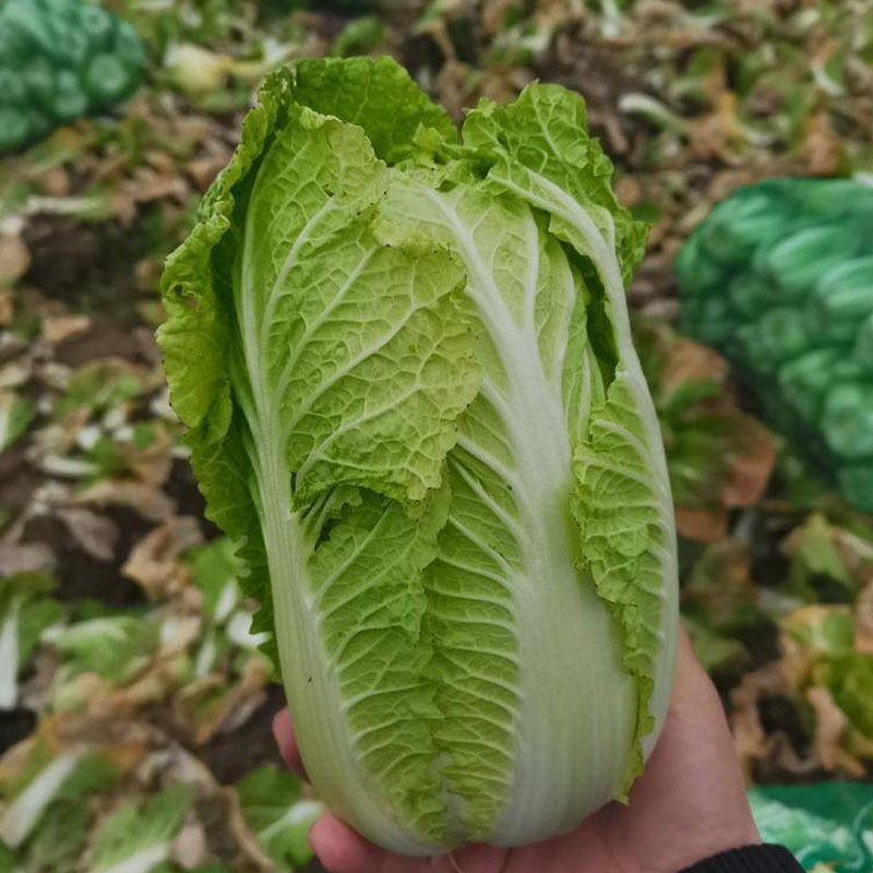 胶研金娃一号娃娃菜小白菜种子球紧实60天春秋种植