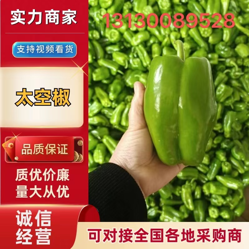 精品大圆椒大量上市中个大色泽光亮品种齐全欢迎合作