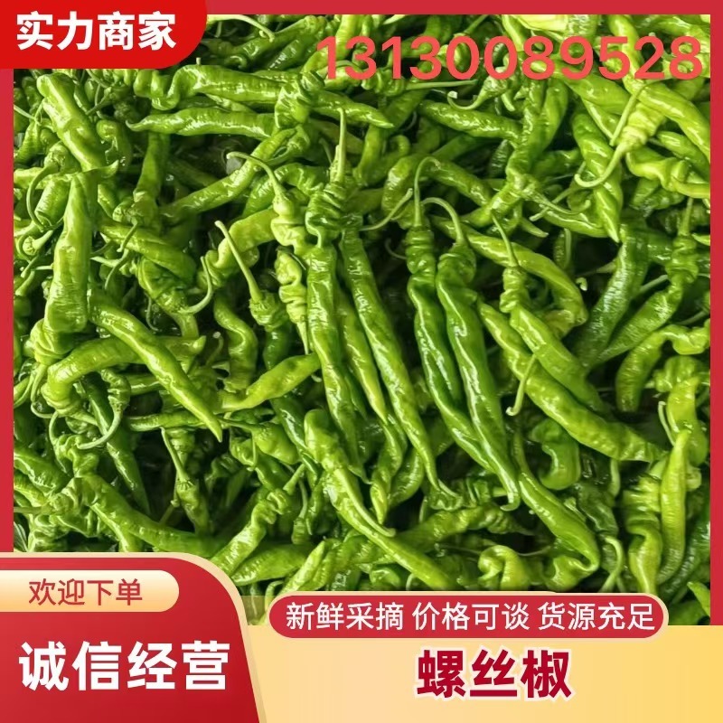 精品螺丝椒大量上市中质量好价格合理产地直发欢迎订购