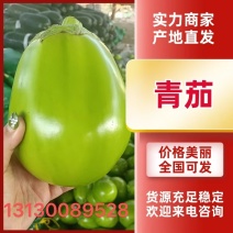 精品茄子辽宁青茄质量好皮色亮个头大品行超好