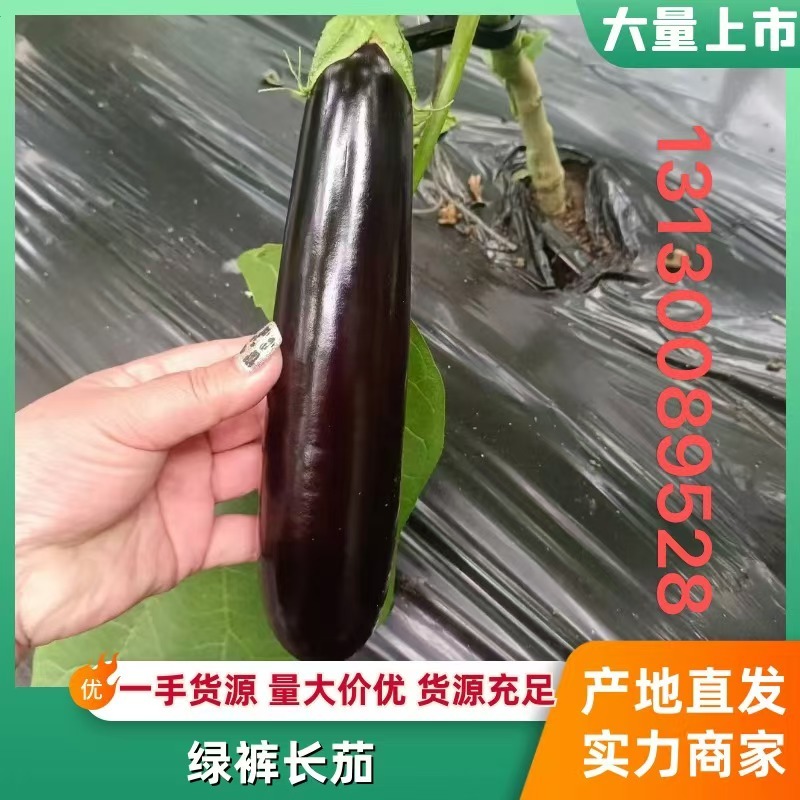 紫茄东北精品长茄大量上市基地直供质量保证全国发货