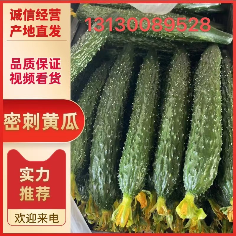 【热卖】东北精品黄瓜，大量上市，口感好，产地直销全国发货