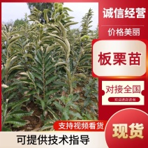 嫁接大红袍良种板栗苗，现挖现发鲜苗，免费技术指导